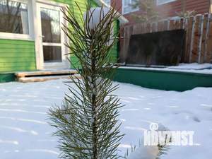 Дом 150м², 2-этажный, посуточно,