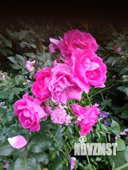 Дом 28м², 1-этажный, участок 4 сот.  