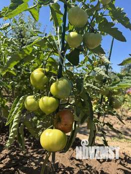 Дом 15м&sup2;, 1-этажный, участок 6 сот.  