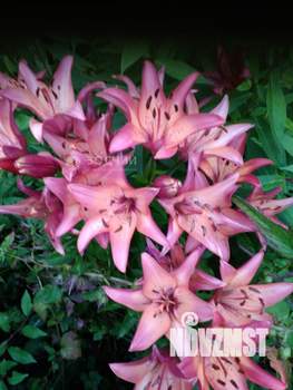 Дом 28м², 1-этажный, участок 4 сот.  