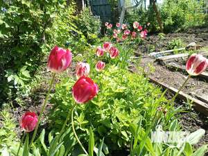 Дом 15м², 1-этажный, участок 3 сот.  