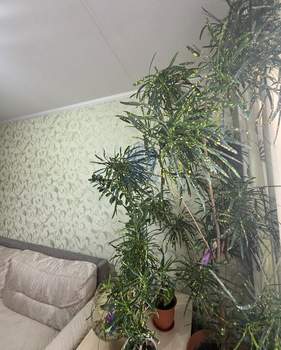 1-к квартира, вторичка, 34м2, 7/9 этаж